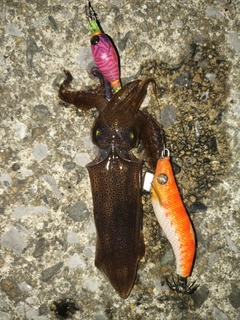 ヒイカの釣果
