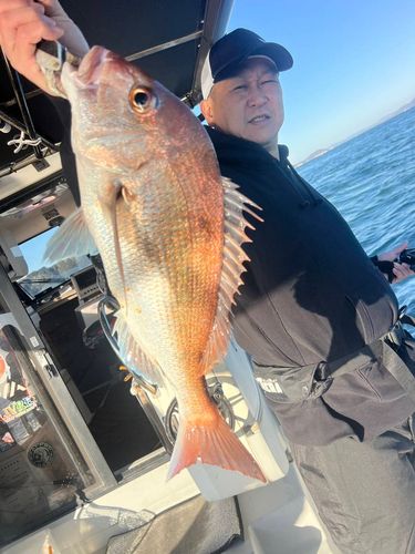 マダイの釣果
