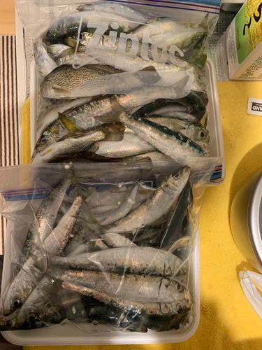 イワシの釣果
