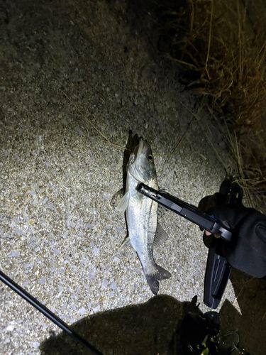 セイゴ（タイリクスズキ）の釣果