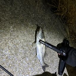 セイゴ（タイリクスズキ）