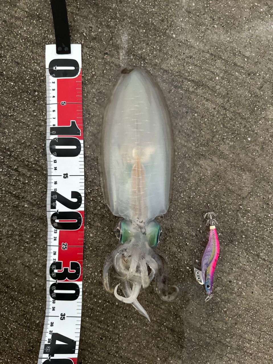 DAIWA 20ルビアス FC LT2500S-XHの最安値・インプレ・釣果 | 本音の