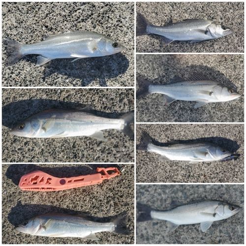 シーバスの釣果