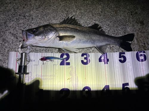 フッコ（マルスズキ）の釣果