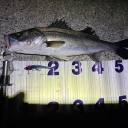 フッコ（マルスズキ）