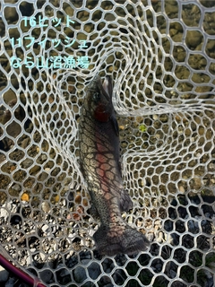 ヤシオマスの釣果