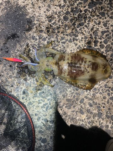 アオリイカの釣果