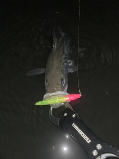 フッコ（マルスズキ）の釣果