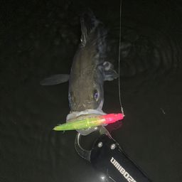 フッコ（マルスズキ）