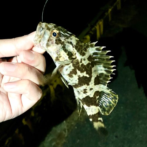 タケノコメバルの釣果