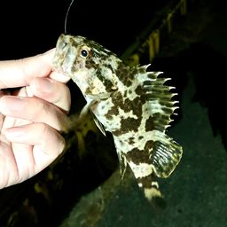 タケノコメバル