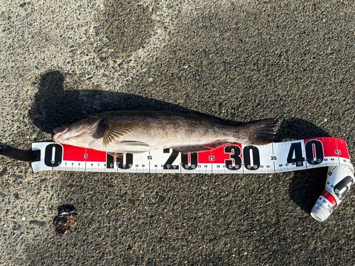 アイナメの釣果