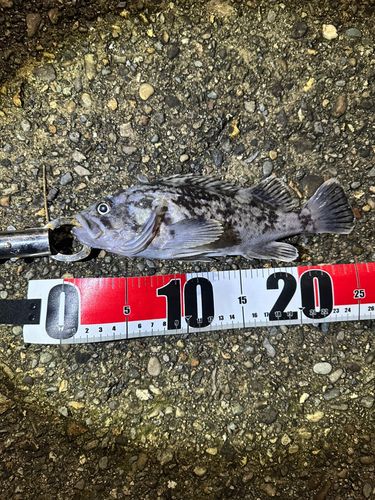 クロソイの釣果