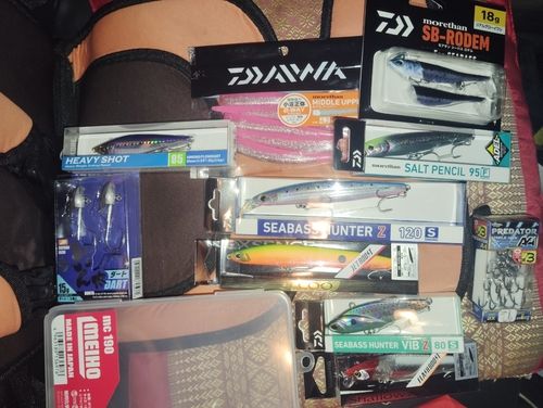 シーバスの釣果