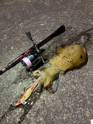 アオリイカの釣果
