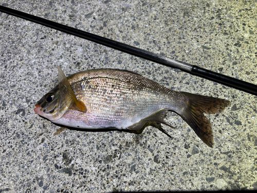 ウミタナゴの釣果