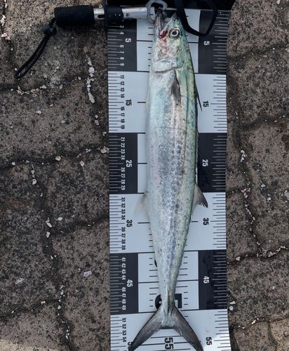 鞠山海遊パーク