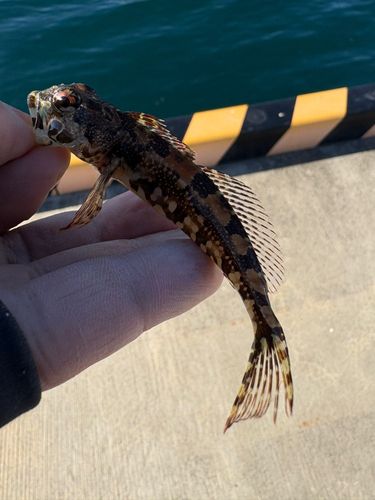 アサヒアナハゼの釣果