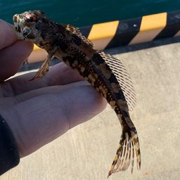 アサヒアナハゼ