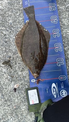 イシガレイの釣果