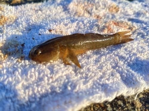 アカオビシマハゼの釣果