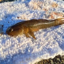 アカオビシマハゼ