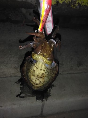 磯子海づり施設