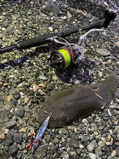シタビラメの釣果
