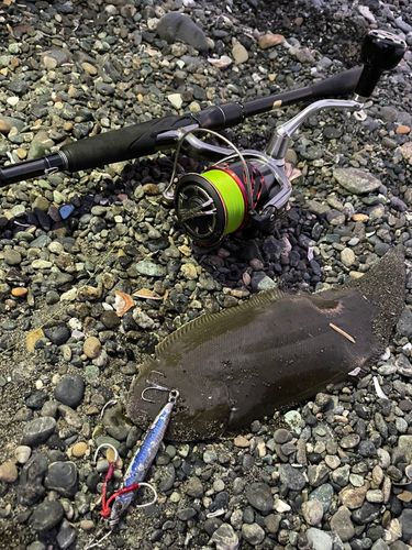 シタビラメの釣果