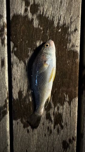 イシモチの釣果