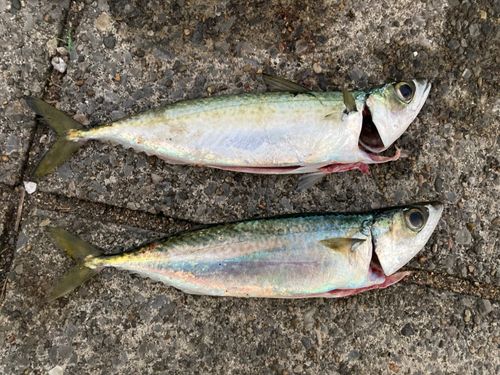 サバの釣果