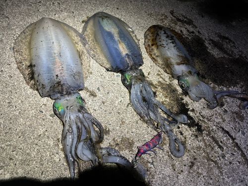 アオリイカの釣果