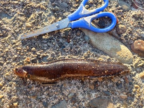 ダイナンギンポの釣果