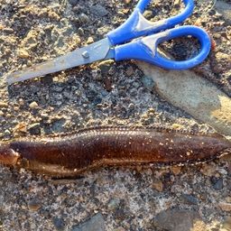 ダイナンギンポ