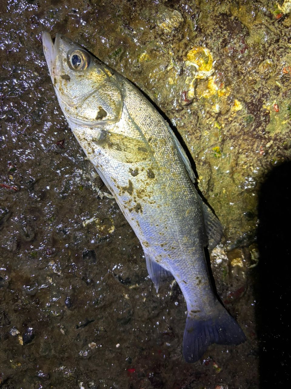 ※値下げ一切不可※ 23 ディアルーナ　S86ML 23 ディアルーナ | イシグロ公式オンラインショップ