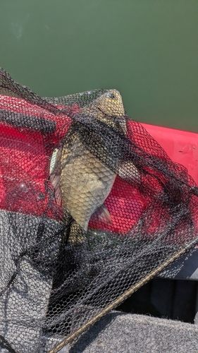 ヘラブナの釣果