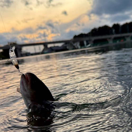 ニジマスの釣果