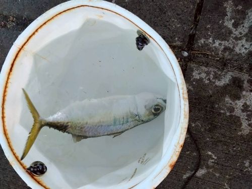 東京湾（アクアライン〜富津）