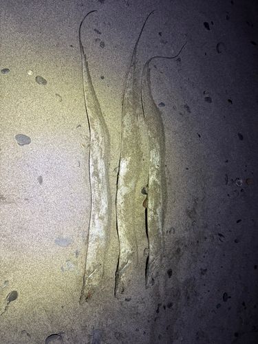 タチウオの釣果