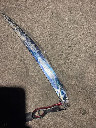 タチウオの釣果