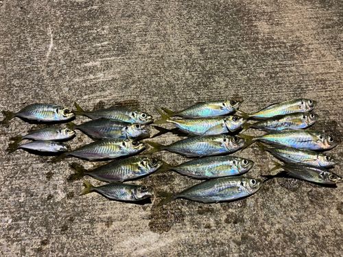 アジの釣果