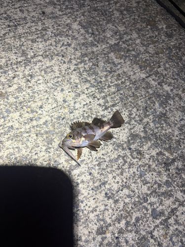 シロメバルの釣果