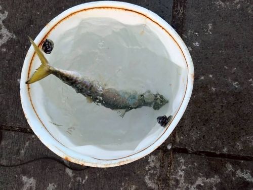 サバの釣果