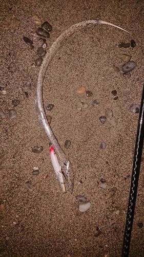 タチウオの釣果