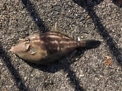 カワハギの釣果