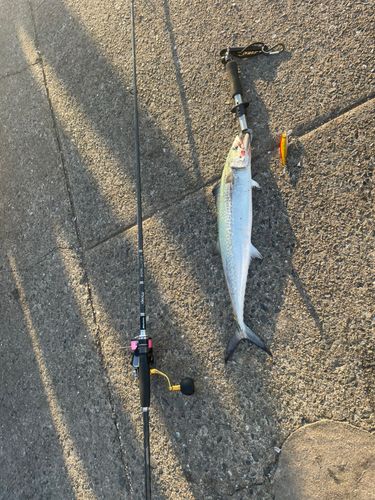サゴシの釣果