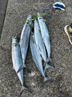 サワラの釣果