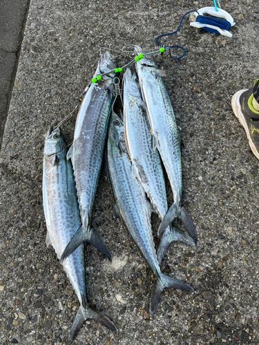 サワラの釣果