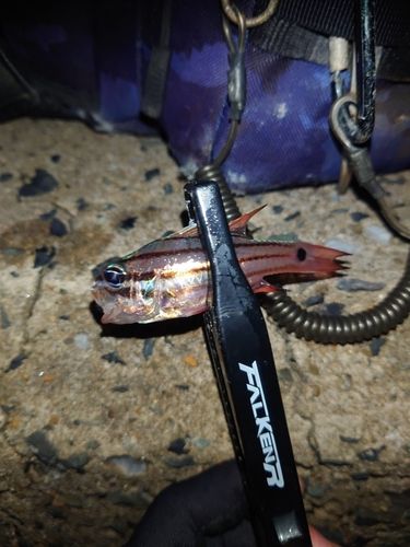 ネンブツダイの釣果