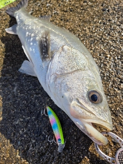 スズキの釣果